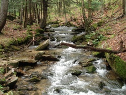 Minister Creek passes through the wikipedia:Allegheny National Forest