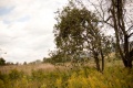 Bald Eagle State Park Apple Tree.jpg
